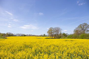 Blühendes Rapsfeld