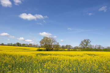 Obraz premium Blühendes Rapsfeld