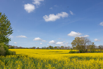 Obraz premium Blühendes Rapsfeld
