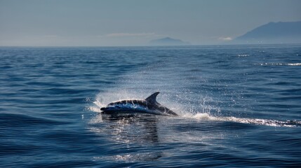 Fototapeta premium Dolphin Breaching the Surface in the Ocean