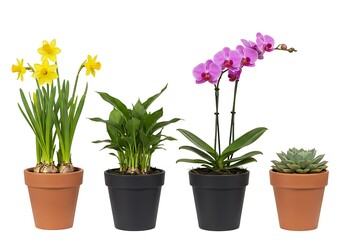 A display of potted plants including daffodils, a peace lily, an orchid, and a succulent on white