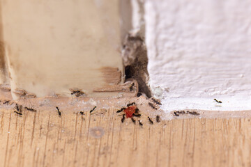 The base of the door frame is rotten and underground insects pass through in room