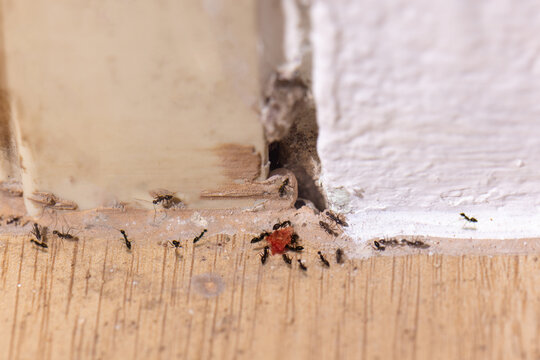 The base of the door frame is rotten and underground insects pass through in room