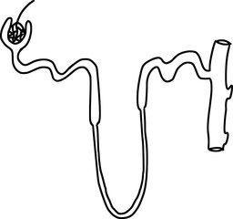 nephron structure diagram outline png