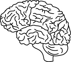 Structure of the human brain hemispheres outline hand drawn
