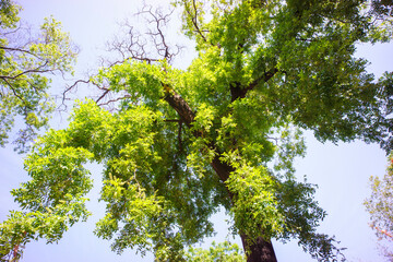 The soapberry tree in Xiantong Temple, Huaibei City, Anhui Province, China, is over 200 years old.