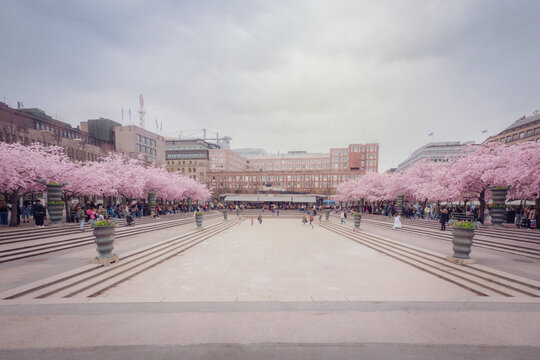 A cloudy spring day in Kungstr&auml;dg&aring;rden, Stockholm, Sweden. Cherry blossoms in full bloom line a wide plaza, with people strolling and historic buildings in the background under an overcast sky.