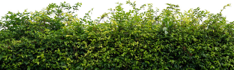 Dense Green Hedge Against Transparent Background