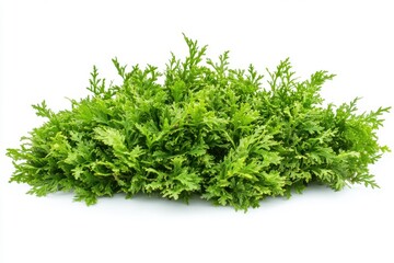 Obraz premium Lush green arborvitae foliage featured for nature enthusiasts and landscape architects, highlighting the allure of this hardy shrub in diverse environments and lighting nuances