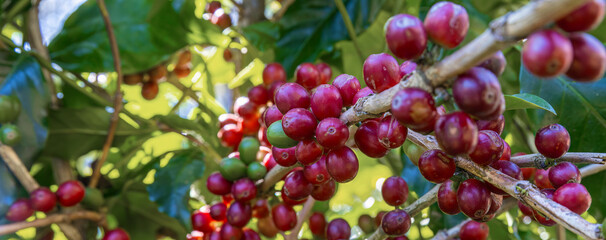 Coffee tree concept. Organic coffee berries beans. Red berry branch. coffee beans on the tree organic farming concept