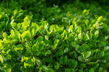 Closeup of lush green foliage in sunlight background