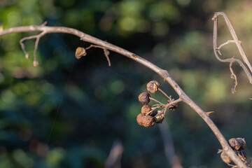 Coffee tree concept. Organic coffee berries beans. Red berry branch. coffee beans on the tree organic farming concept