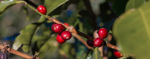 Coffee tree concept. Organic coffee berries beans. Red berry branch. coffee beans on the tree organic farming concept