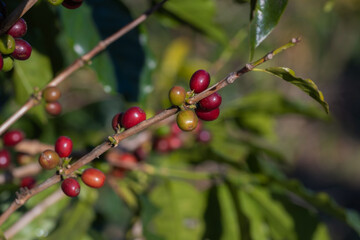 Coffee tree concept. Organic coffee berries beans. Red berry branch. coffee beans on the tree organic farming concept
