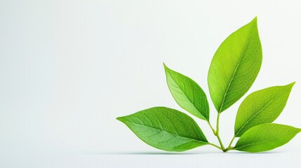 Fototapeta premium Botany isolated on white background