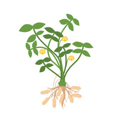 This is an illustration of a peanut plant, showing its leaves, yellow flowers, roots, and peanuts growing underground.