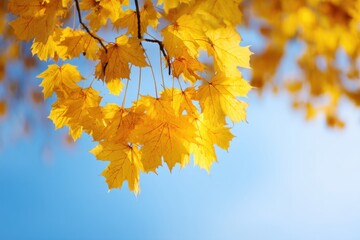 Golden Autumn Leaves Against a Blue Sky: Nature's Vibrant Display of Fall Colors in Sunlight