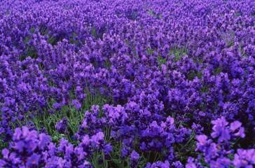 Obraz premium A vibrant field of lavender flowers in full bloom,