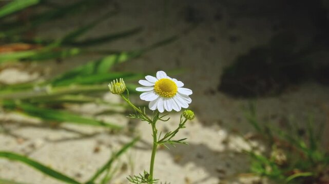 A focused daisy in the foreground with ants busily moving in the sandy background. A striking contrast between still beauty and constant motion in nature.