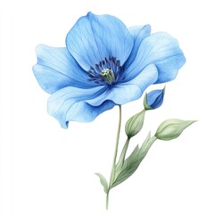 Fototapeta premium Delicate light blue flower with buds, detailed watercolor style