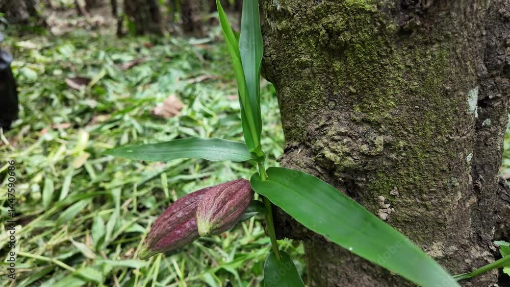 Poster a red cocoa pod growing on a tree branch with lush green foliage in a forest setting