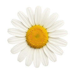 Close-up view of a beautiful white daisy blossom showcasing its delicate petals and vibrant yellow center.
