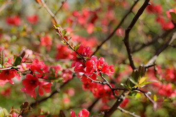 Obraz premium Henomeles is beautiful. The flowers of early spring delight with their beauty in the botanical garden