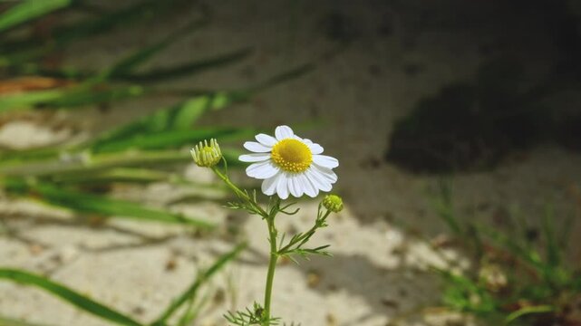 A focused daisy in the foreground with ants busily moving in the sandy background. A striking contrast between still beauty and constant motion in nature.