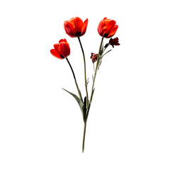 Obraz premium Three Red Tulips on white Background Botanical Photography