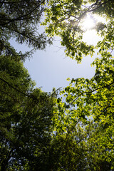 sun in the forest
