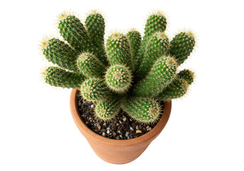 Elongated cactus in pot cut out