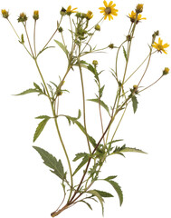 Fototapeta premium Dried trifoliate marigold (Bidens tripartita) with faded yellow flowers, thin stem, brittle leaves, and visible roots, isolated on transparent background