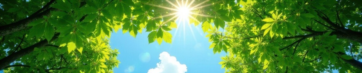 Sunlight dapples through lush green canopy, azure sky above , landscape, sky, quiet