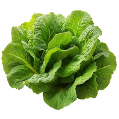 Fototapeta premium Fresh green lettuce leaves isolated on white background
