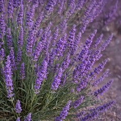 Fototapeta premium A profuse bouquet of lavender flowers, vibrant purple hues , purple flowers, aromatherapy, essential oil
