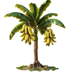 Obraz premium Tropical banana tree with ripe fruit in vibrant foliage