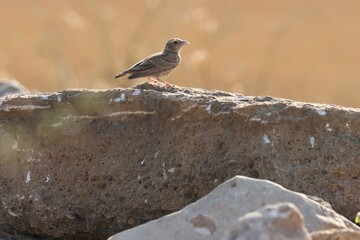 Lark standing on stone. Bird background. Small brown bird.