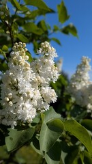 Close-up of blooming lilac flowers in natural light. White petals with green leaves in the background.