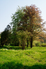Peaceful Green Park with Trees Under Clear Sky in Springtime