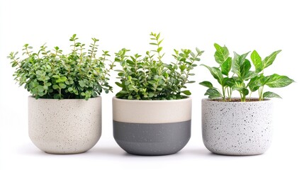 Fototapeta premium Ceramic planters isolated on white background