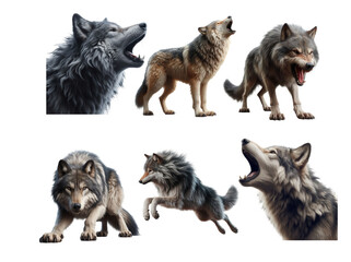 Fototapeta premium Wolves display various attitudes