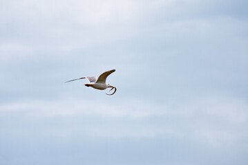 An elegant seagull soars through the open sky while grasping caught prey, showcasing its natural hunting skills and grace. The expansive blue background emphasizes freedom and the beauty of nature.