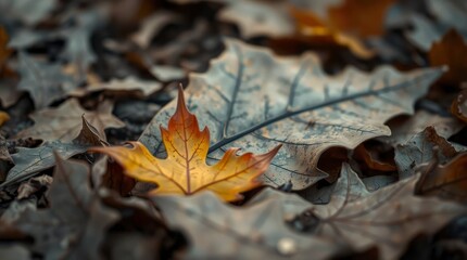 Contrasting golden leaf amidst a bed of muted fallen foliage evokes autumnal tranquility.