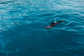 Dolphin Swimming Serenely Through Calm Blue Ocean Waters Under Sunlight..
