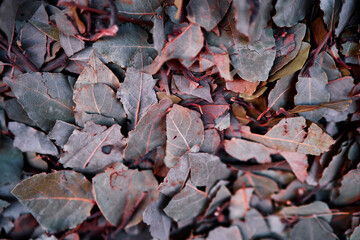 Dried Bay Leaves in Close-Up With Textured Details and Natural Tones..