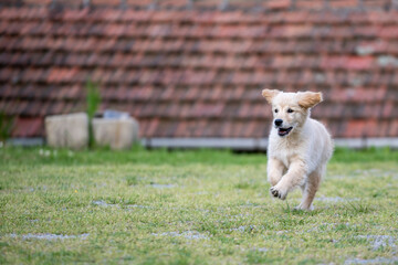 golden retriver 3 mesi