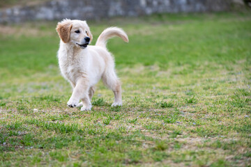 golden retriver 3 mesi
