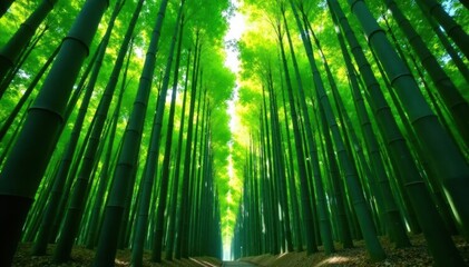 Dense bamboo forest, tall trees with vibrant green leaves , scenic, dark