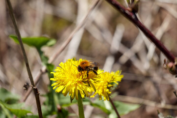 
A bumblebee, probably a meadow bumblebee, is collecting food on a yellow dandelion flower, and the background is brownish grass and branches.