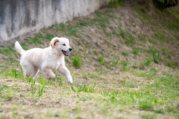 Fototapeta premium golden retriver 3 mesi